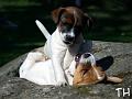 sissin ja jamesin taistelu
